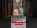 可愛いだけじゃダメですか？！ うちのチワワん チワワと暮らす チワワ 癒し dog 犬のいる生活 愛犬