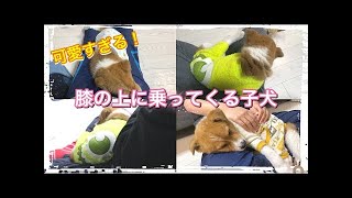 眠くなると膝の上に乗ってくる子犬が可愛すぎる…【癒し動画】保護犬