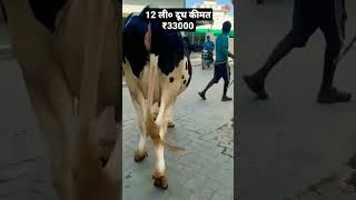 12 ली० दूध कीमत ₹33000 HF COW #दूधउत्पादक #shorts #trending #animal #buffalo #youtube #dairyfarming