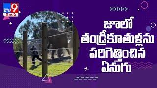 Man takes 2 year old daughter inside elephant enclosure; here’s what happened next - TV9