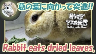 葛の葉に向かって突進！！【ウサギのだいだい 】　2017年8月10日