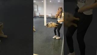 INCREDIBLE GERMAN SPITZ!😁 #shorts#tiktok#dog#love#tricks