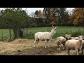 llama guarding sheep and lambs from coyotes