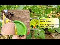 powdery mildew best fungicide powdery mildew control organic and chemical powdery mildew