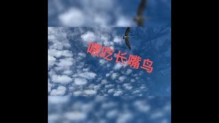 （分享澳洲生活）中央海岸 看大鸟鸟篇。