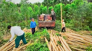 Harvesting a Eucalyptus Plantation on the High Mountain