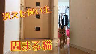 遊び途中に飼い主がいなくなった時の子猫の反応がかわいい！Deceive the cat