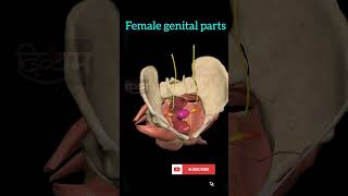 Female genital parts #shorts #sciencehub3d