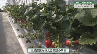 Watch Report「持続可能な農業の実現を目指す入間市のいちご農園」（埼玉ビジネスウオッチ2023年1月28日放送分）