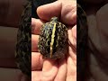 2024年自家繁殖的佛罗里达箱龟苗 boxturtle