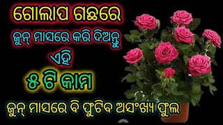 ଜୁନ୍ ମାସରେ ଗୋଲାପ ଗଛରେ କରି ଦିଅନ୍ତୁ ଏହି ୫ଟି କାମ, ଫୁଟିବ ଅସଂଖ୍ୟ ଫୁଲ #sanjpassion  #roseplantcaretips