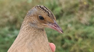 Возвращение зверя-коростеля! Опять адская птица - мастер маскировки