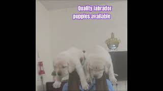 Quality labrador puppies available at best price:@LuseePets #labrador #shortsvideo #madurai #puppy