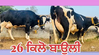 26 ਕਿਲੋ ਬਾਉਲੀ-2 ਦੰਦ-4 ਦੰਦ 3 ਵਹਿੜਾ ਵਿਕਾਉ-3 top class cow for sale (30-1-2025)#brardairyfarmmoga