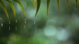 28 Hours Relaxing Music \u0026 Rain - Beautiful Piano Music, Background Music, Sleep Music