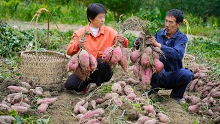 挖出一串串红薯，藏满满一土窖，做两款金黄红薯糕，蓬松又香甜！|Sweet Potato【闽湖阿嬷Fujian Grandma】