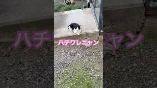 ネコと子ネコとおじさん　ハチワレニャンの朝帰りはjumpingただいま〜‼️ #shorts #cat #cats #ハチワレニャン #猫 #ねこ #猫のいる暮らし #ハチワレ #ただいま