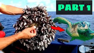 Removing barnacles from helpless Sea turtles!! Part 1