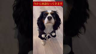 【初詣行って来ます】キャバリア チーズと正月#犬#子犬#キャバリアキングチャールズスパニエル#Cavalier#shorts