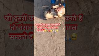 😢🐕जो दूसरों का ज़्यादा भलाकरते हैं😢😢 #streetdog #feed #dog #doglover