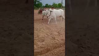 ongole cow thurupu bull