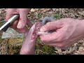 the best way to skin and freeze squirrel