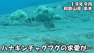 ハナキンチャクフグ（’１９年９月　和歌山県串本）