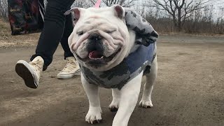 【ブルドッグ】小雨の中、河川敷に散歩に来た犬　English bulldog