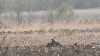 Immature Gyr x Peregrine male vs hen pheasant