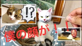 ＊31【猫の変面】顔が変わる芸猫（げいにゃん）リクト君❗️