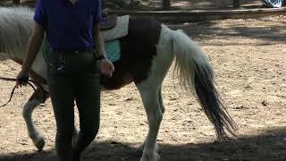 ポニーのりば (板橋区こども動物園 本園) 2018年5月12日