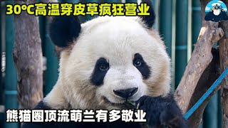 熊猫圈男顶流，三太子萌兰有多敬业，30℃高温穿皮草疯狂营业！ 【船长动物园】