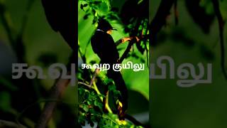 கூவுற குயிலு - சோலையம்மா | Koovura Kuyilu with Lyrics - 90's Hit Song |#@velloreexpress