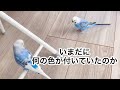 インコが謎の体調不良。病院に行こうか様子見か判断に迷うことってありませんか？