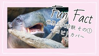 〈再掲〉【Fun Fact】世界三大珍獣 その①〜コビトカバ〜| The world's three most rare beasts: part 1 \