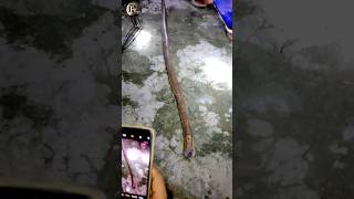 মুরাদনগরে পাওয়া গেলো এই বিষাক্ত সাপ 🐍 রাসেল ভাইপারও যাকে  দেখলে ভয় পায় #snake #short