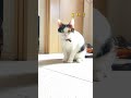 自分達の抜け毛で作った毛玉が大好きな三毛猫　a calico cat that loves hairballs made from their own loose hair