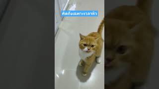 น้องมีตัง  นุดเราหิวแล้ว#cat #แมวน่ารัก