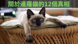 關於暹羅貓 你不知道的12個秘密