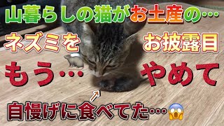 山暮らしの猫が家の中でネズミを食べだして夫婦喧嘩になりました…😭🐀