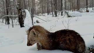 Проверка капканов часть 〽️ 13,соболь в первом капкане.