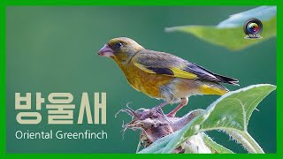 [한국의 새] 방울새 (Oriental Greenfinch) 어린이 동요속의 새 / 방울새야~ 방울새야~ 쪼로롱 방울새야~