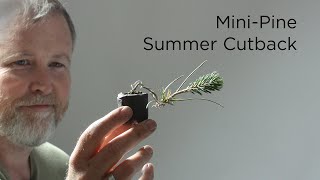 Bonsaify | Making Mini Pines Even Smaller: Summer Cutback