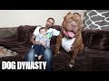 Meet 'Hulk': The Giant 175lb Family Pit Bull | DOG DYNASTY Meet 'Hulk': The Giant 175lb Family Pit Bull | DOG DYNASTY
