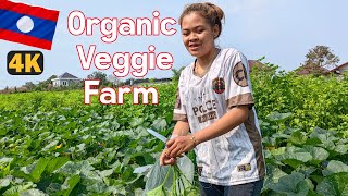 Organic Veggie Farm - Vientiane Capital, LAOS  #WanderingLeisure #laos #walkingtour