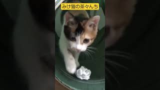 【かわいすぎ警報】三毛猫の子猫がかわいすぎました。年忘れ子猫時代放出中　#保護猫