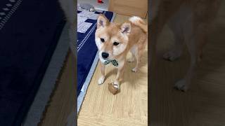 ボール遊び　#豆柴こはる#柴犬#Shiba Inu#かわいい犬#日本犬