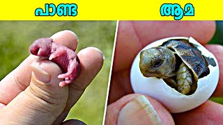 ഇവയെല്ലാം ജനിക്കുമ്പോൾ ഇങ്ങനെയാണ് |This Is What Newborn Animals Look Like| MALAYALI CAFE | FACT MOJO