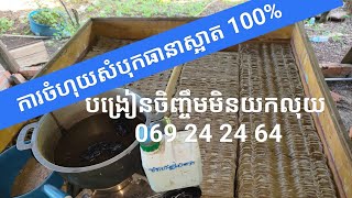 ការចិញ្ចឹមចង្រិត 88(របៀបចំហុយ 1ម៉ោងបានរាប់ពាន់សំបុក) ខ្ញុំមានពូជមិនជាន់ឈាម ហ្សែនខ្លាំងធនអាកាសធាតុ🙏🦗