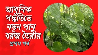 আধুনিক পদ্ধতিতে নতুন পান বরজ তৈরী